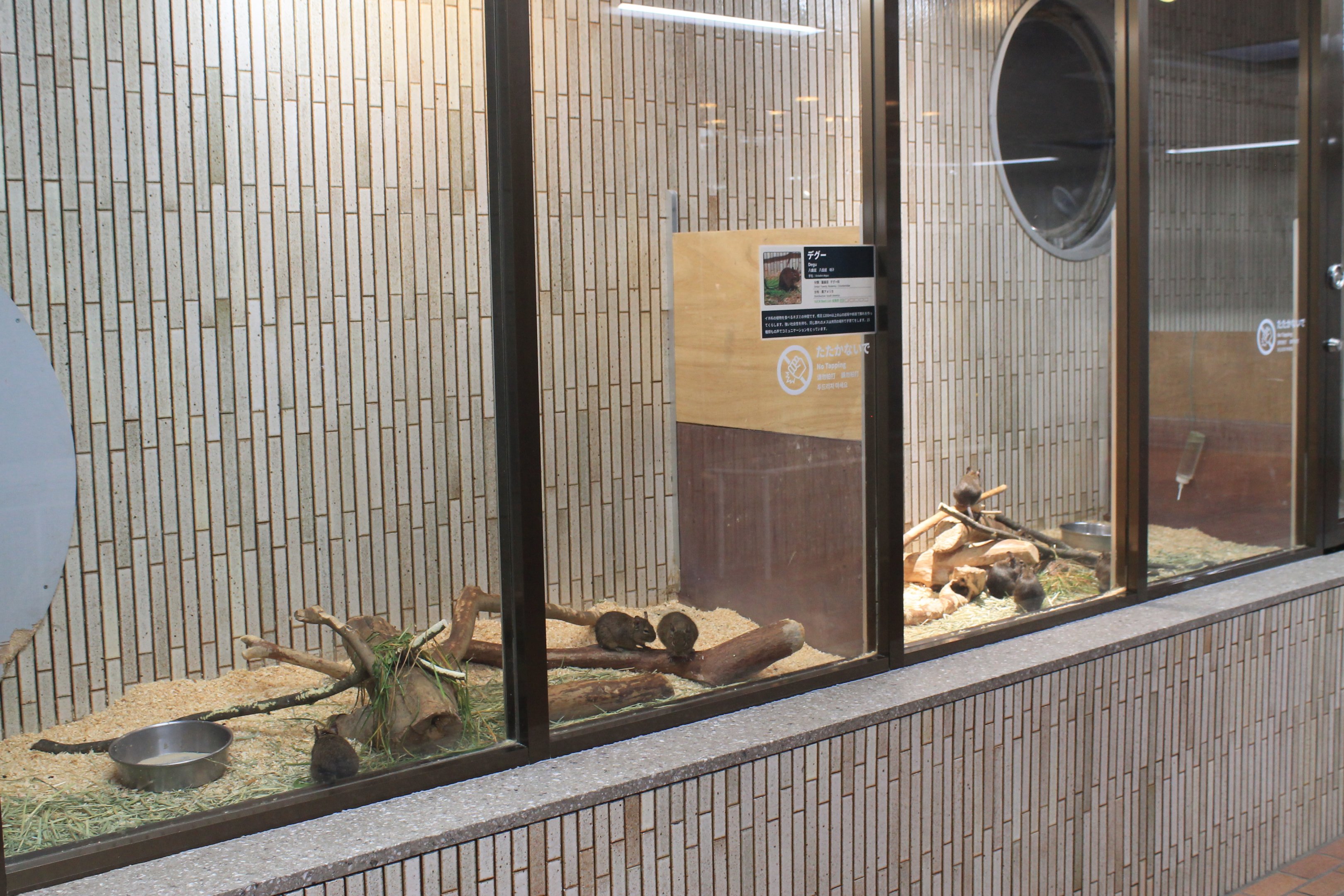 Common Degu (Octodon degus) enclosures