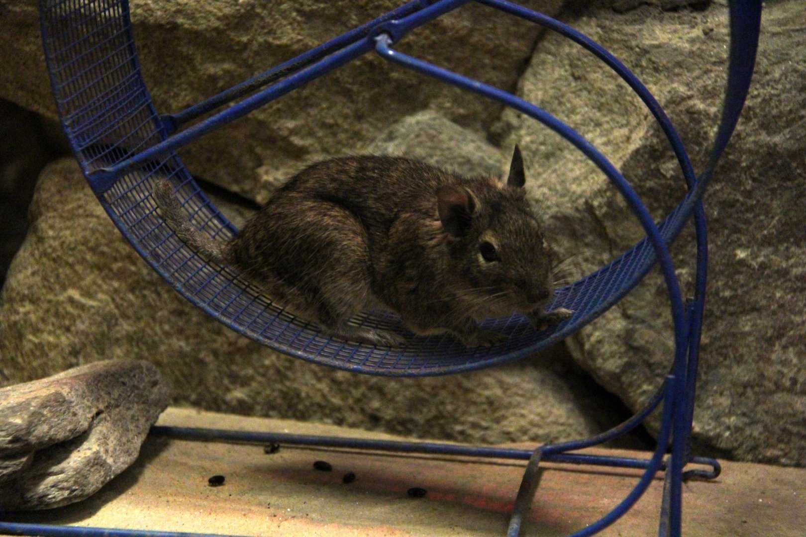 common degu (Octodon degus)