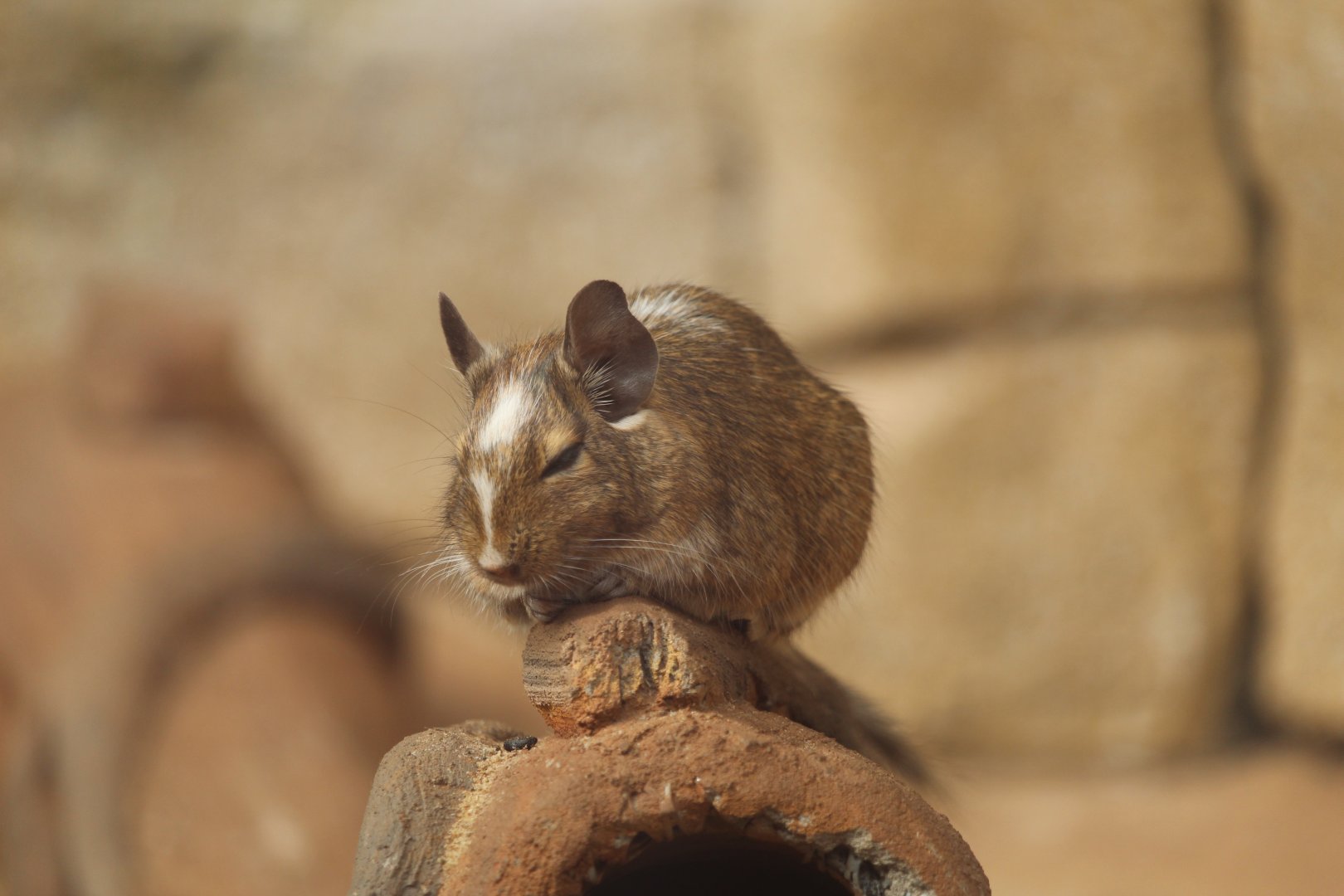 Common degu (Octodon degus)