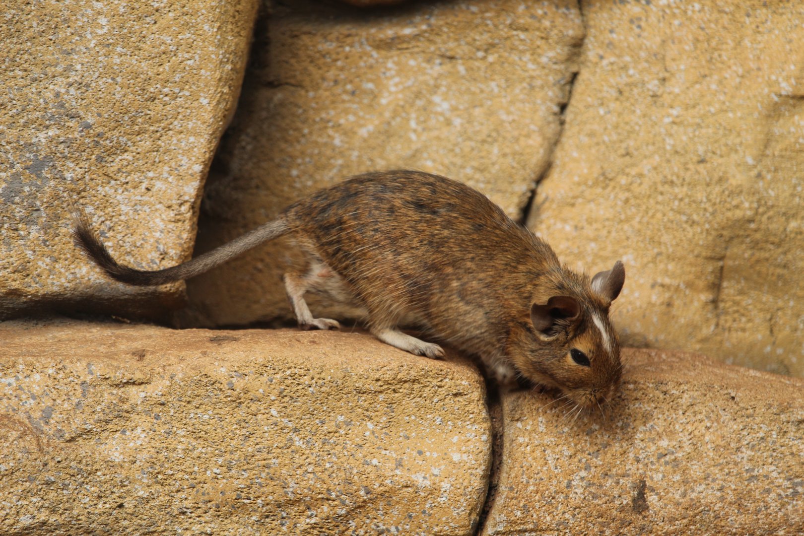 Common degu (Octodon degus)