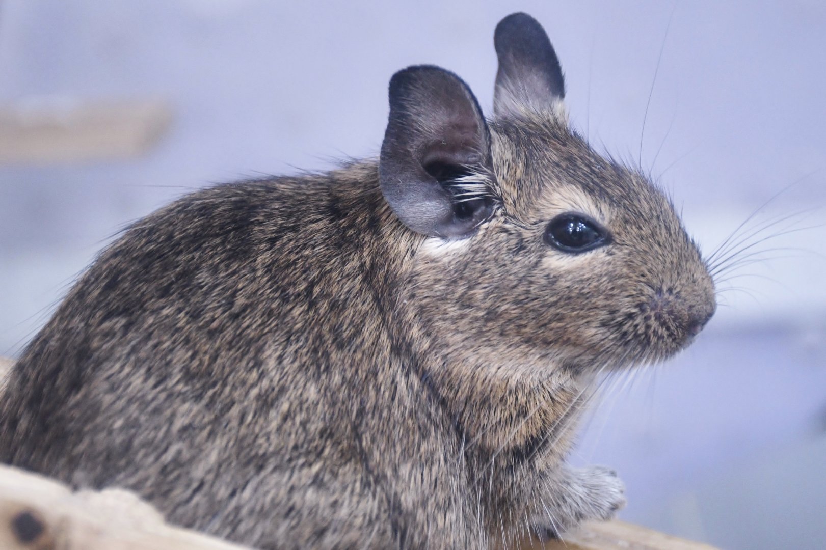Common Degu (Octodon degus)