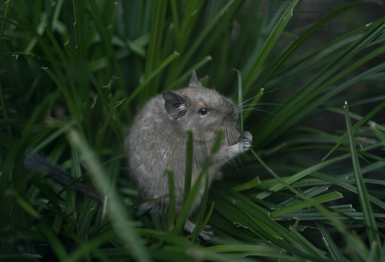 Common Degu (Octodon degus)