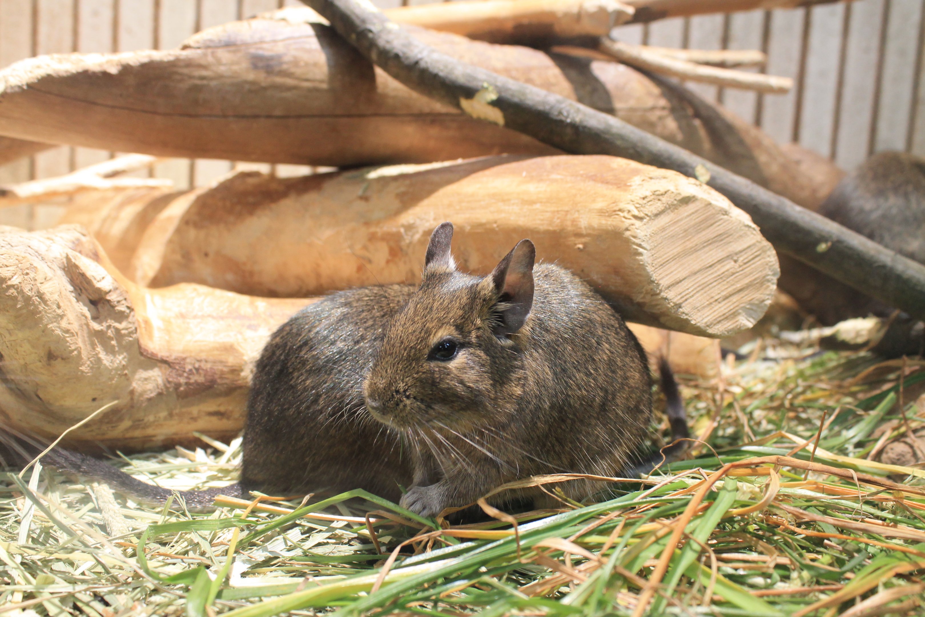 Common Degu (Octodon degus)