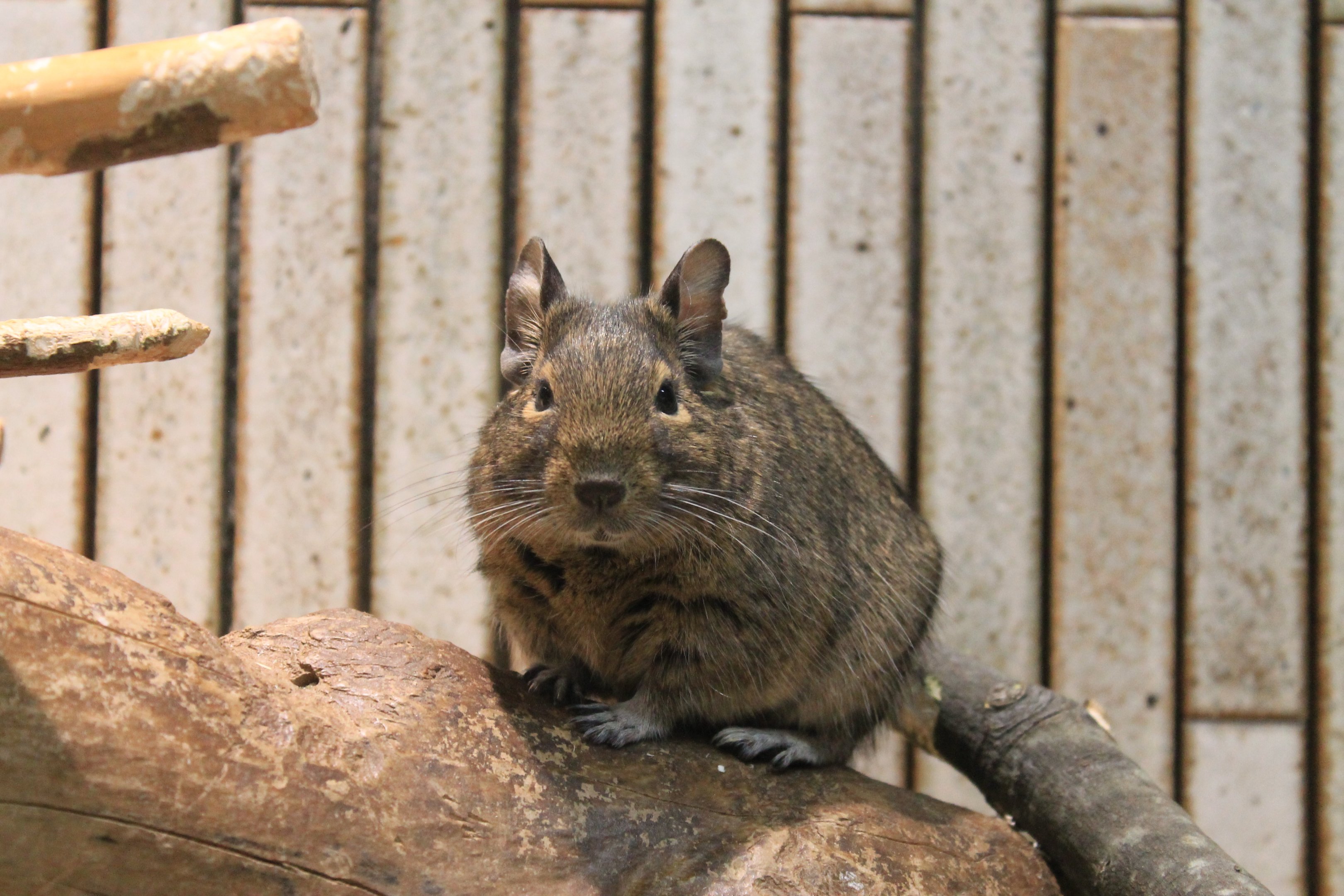 Common Degu (Octodon degus)