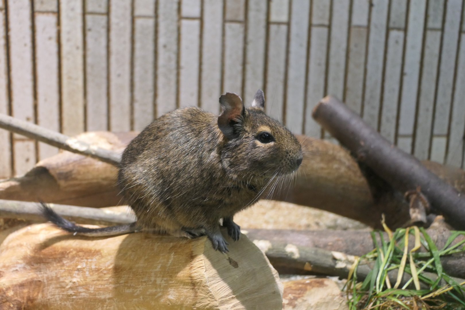 Common Degu (Octodon degus)