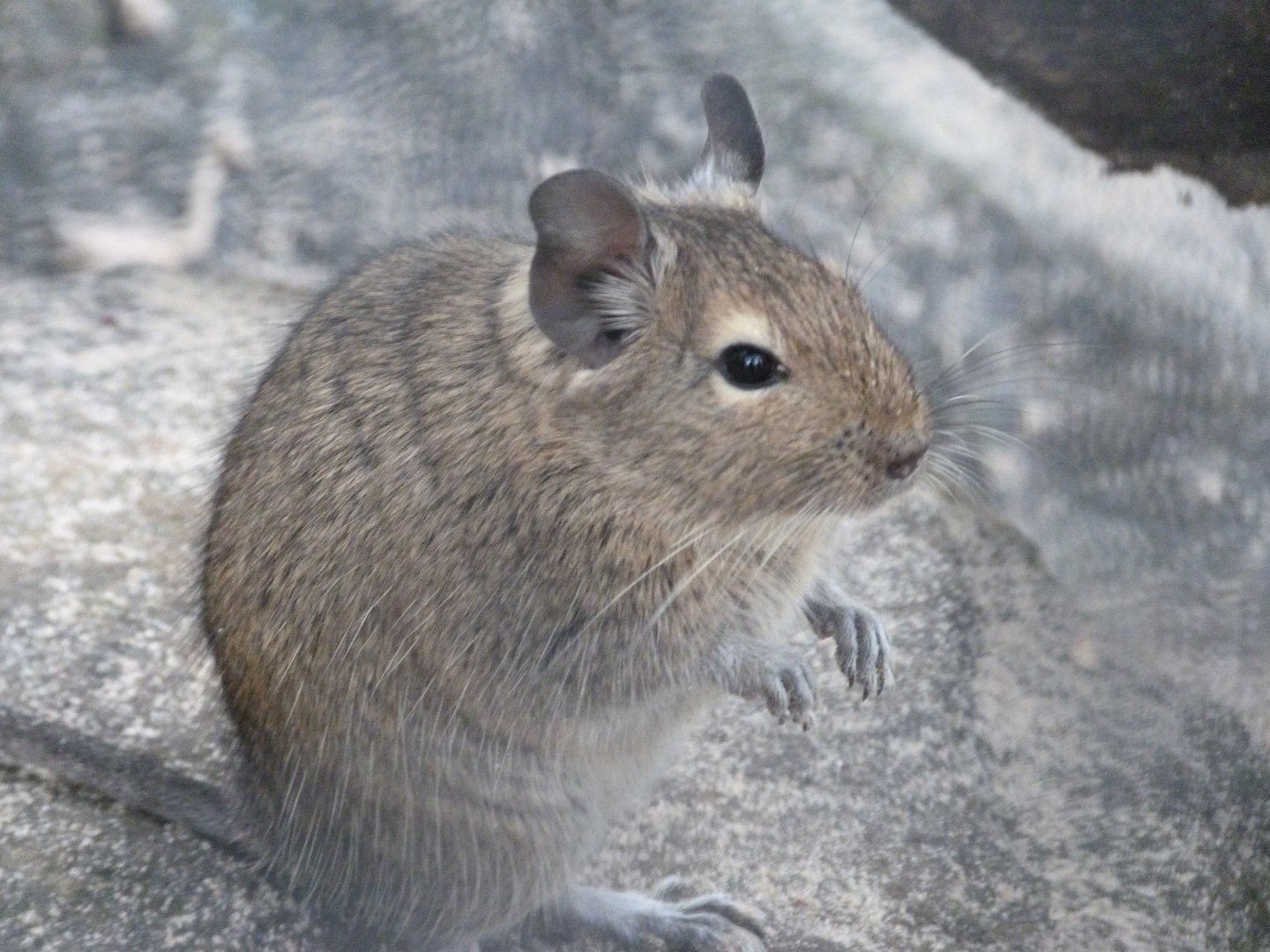 Common degu -Tierpark Berlin (2024)