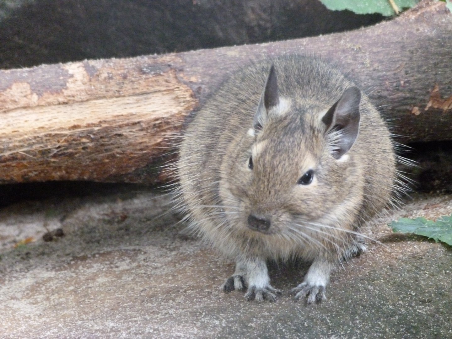 Common degu -Tierpark Berlin (2024)