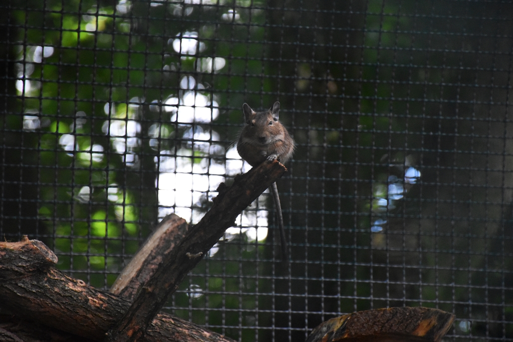 Common degu