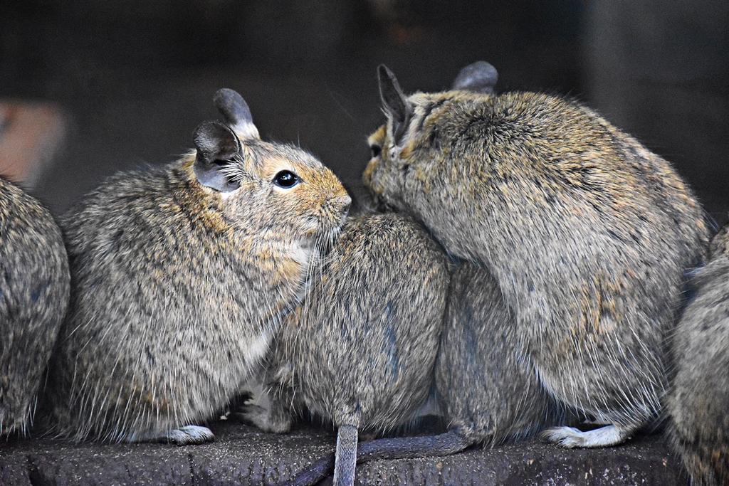 Common degu