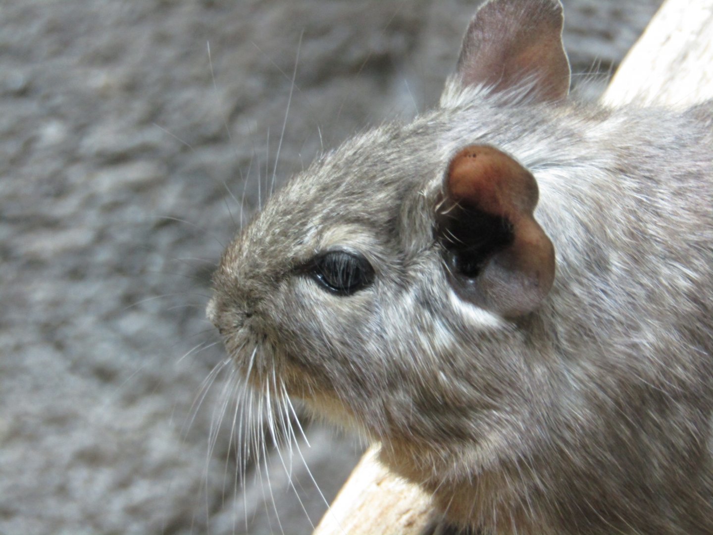 Common Degu