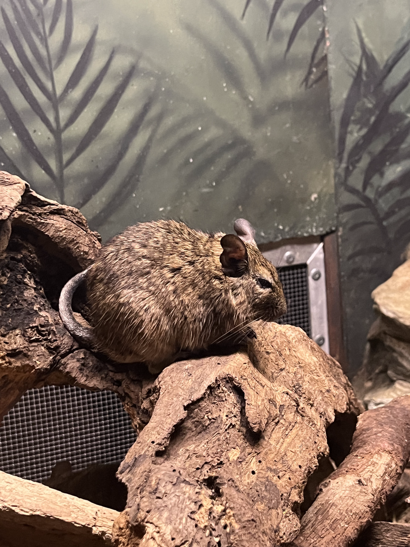 Common degu