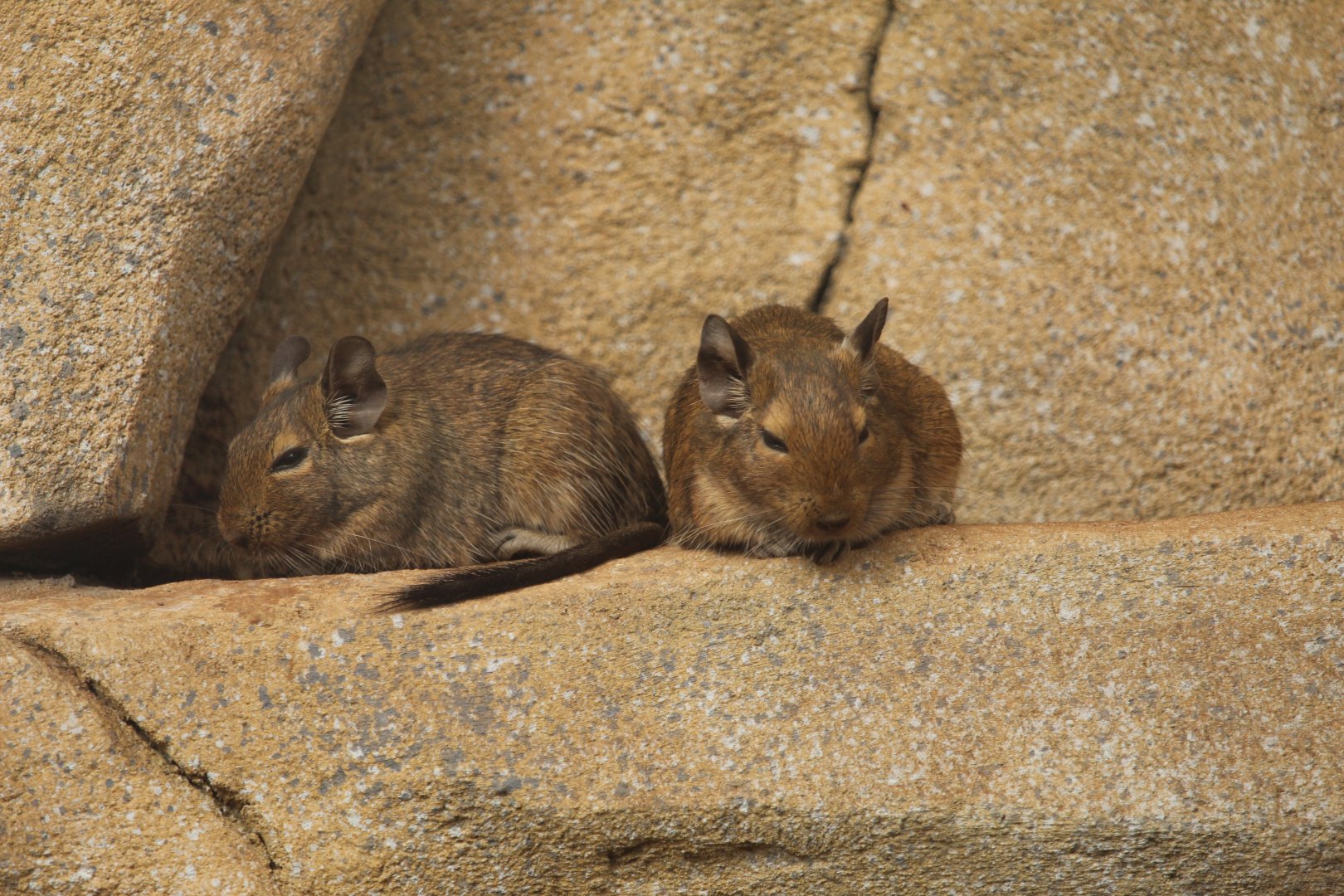 Common degus (Octodon degus)