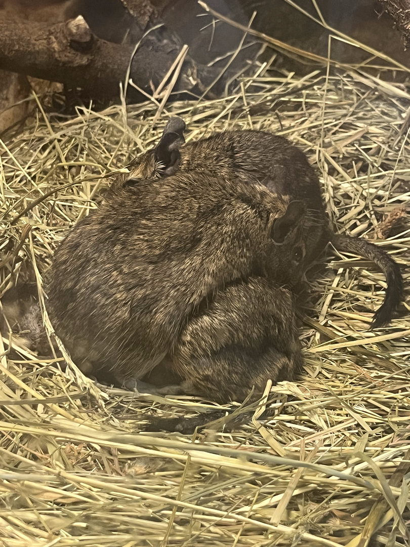 Common degus