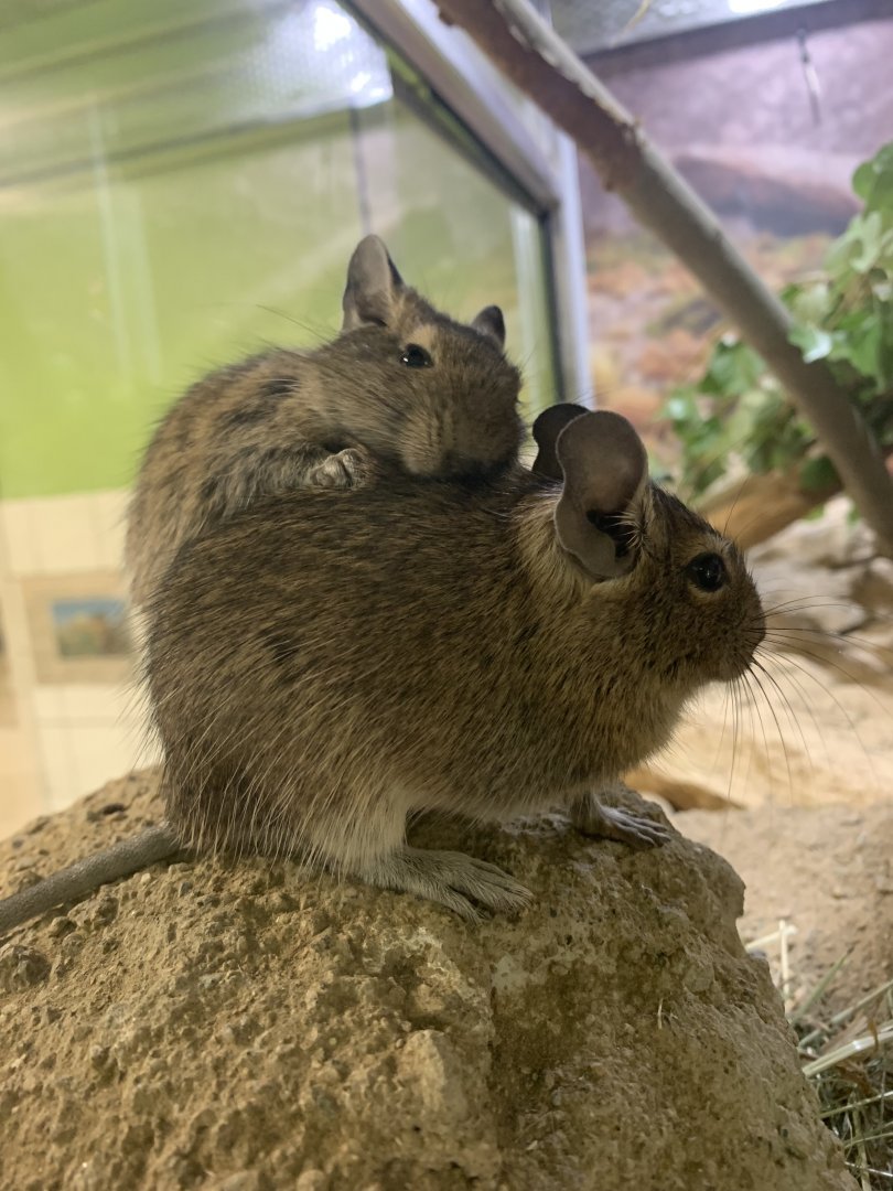 Common degus