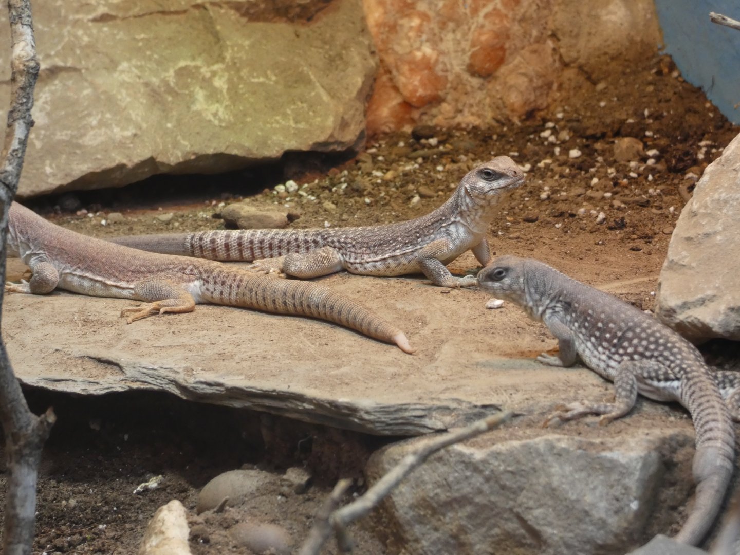 Common desert iguana