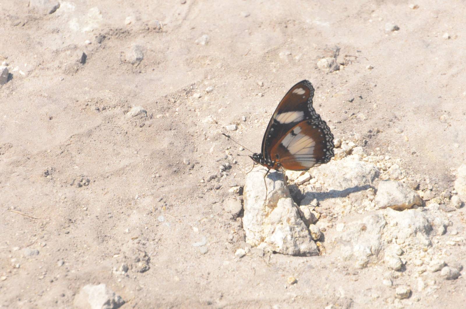 Common Diadem, Moremi Game Reserve, Botswana, 26/04/16