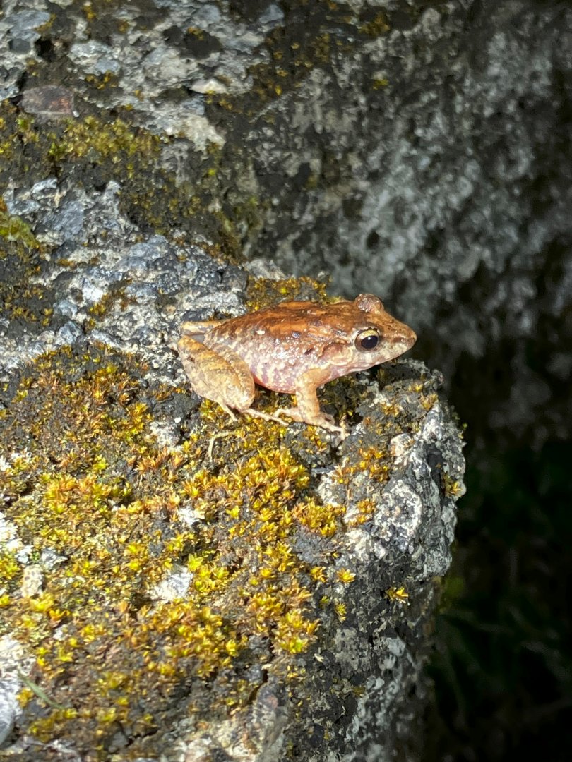 Common Dink Frog