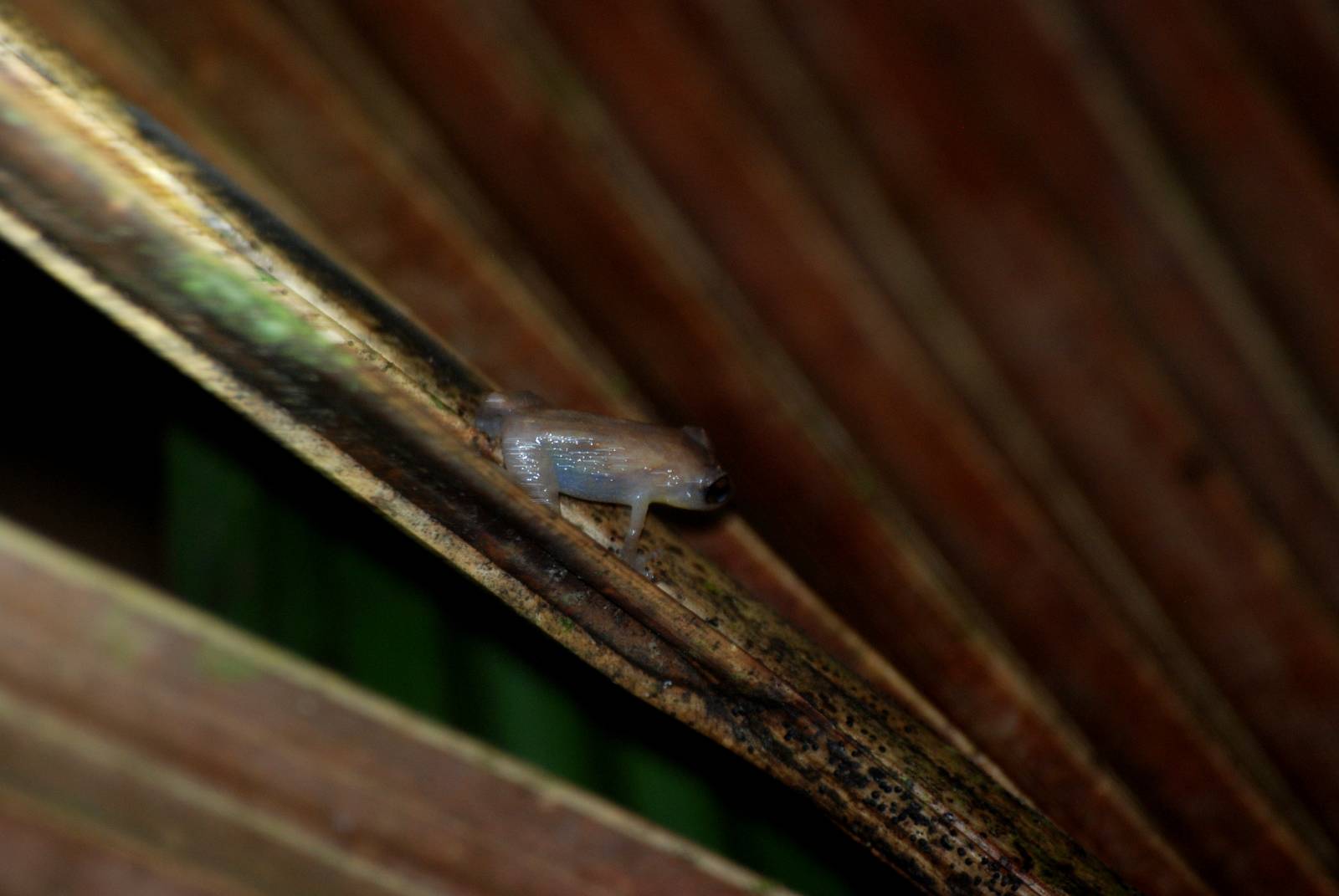 Common Dink (or Tink) Frog in Tortuguero, 15/04/14