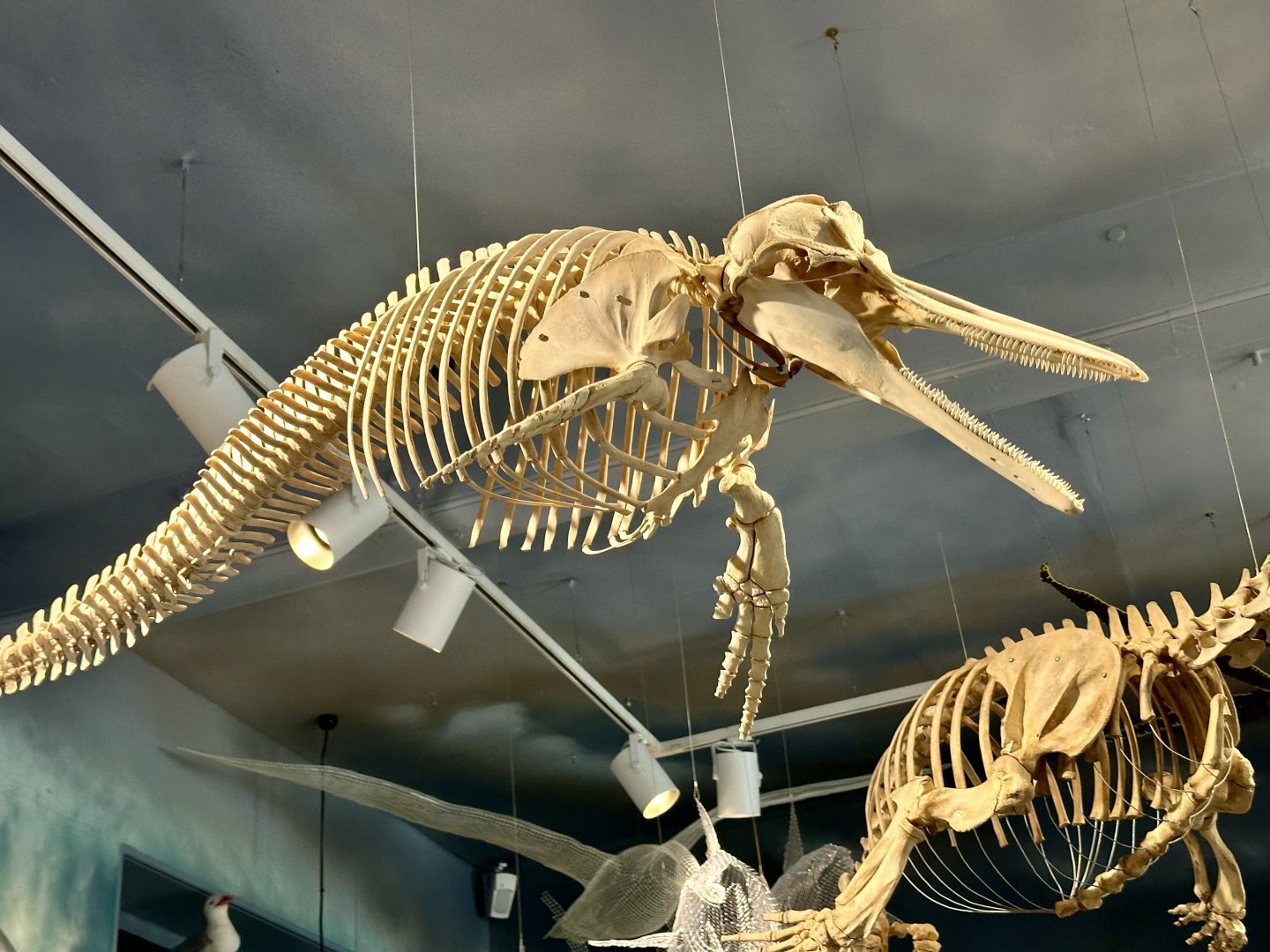 Common dolphin (Delphinus delphis)