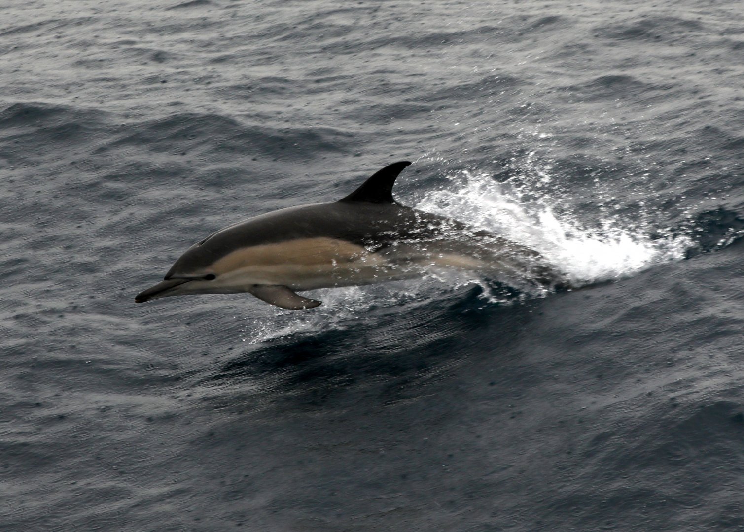 common dolphin (Delphinus delphis)