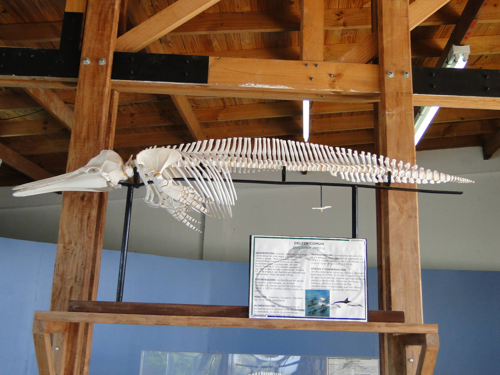 Common dolphin skeleton
