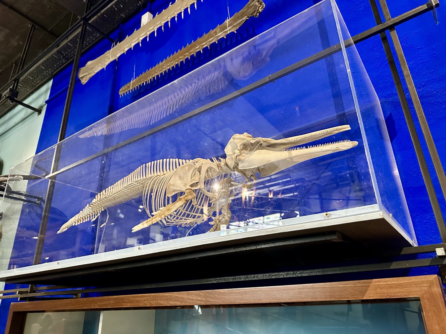Common Dolphin (Skeleton)