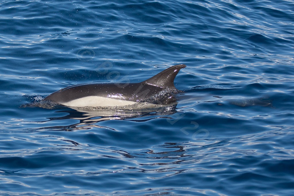 Common Dolphin