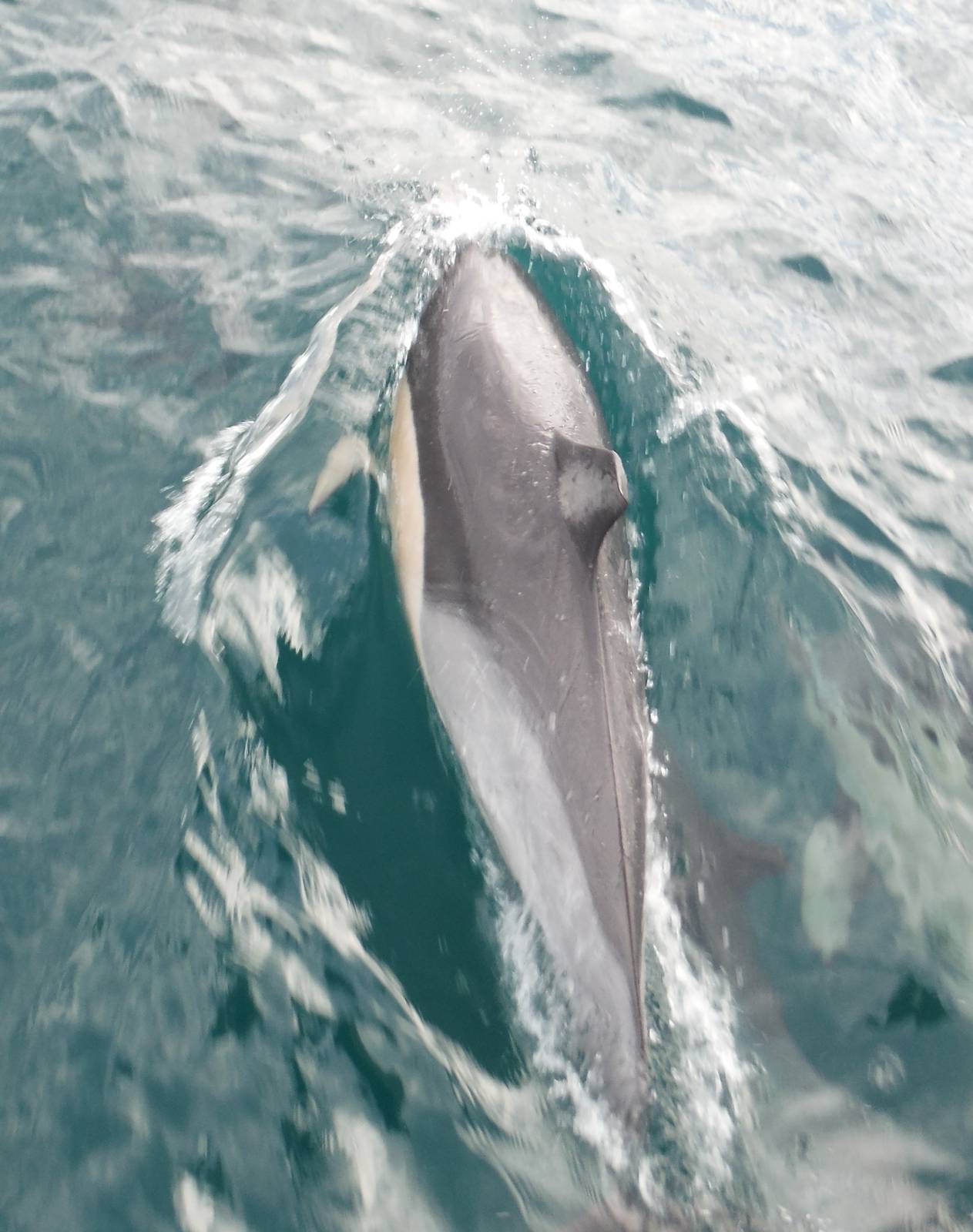 Common Dolphin