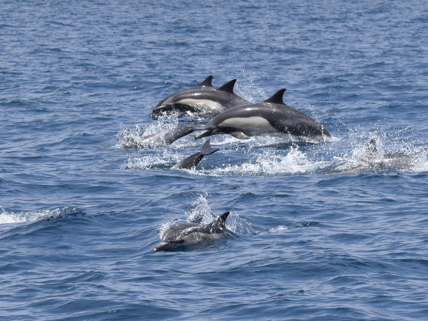 Common Dolphin
