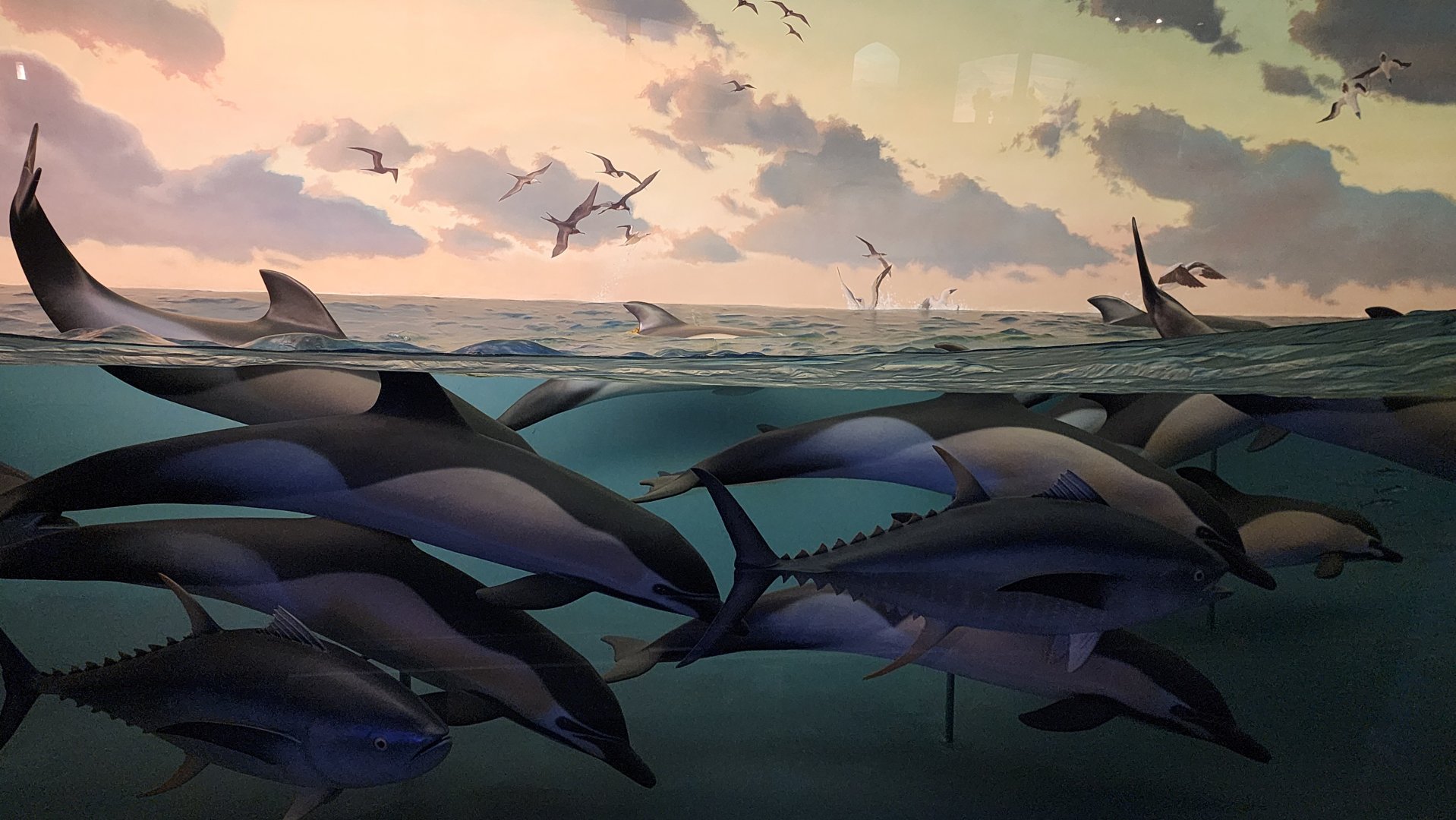 Common Dolphins and Tuna