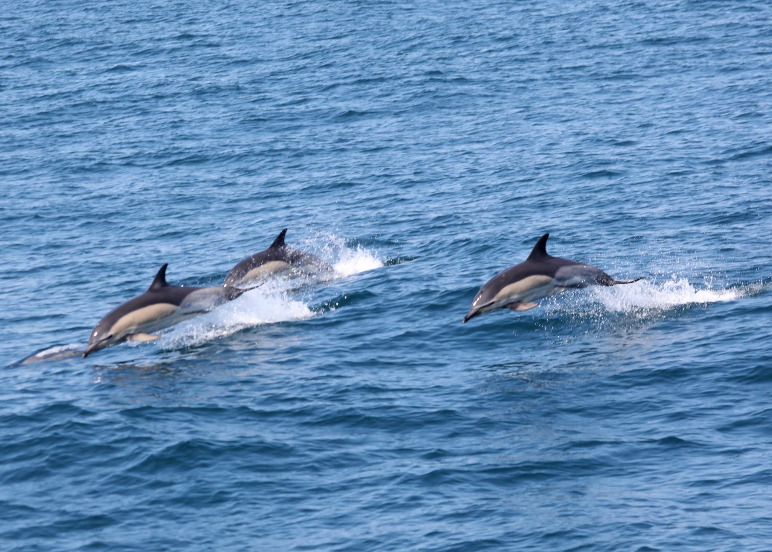 common dolphins (Delphinus delphis)