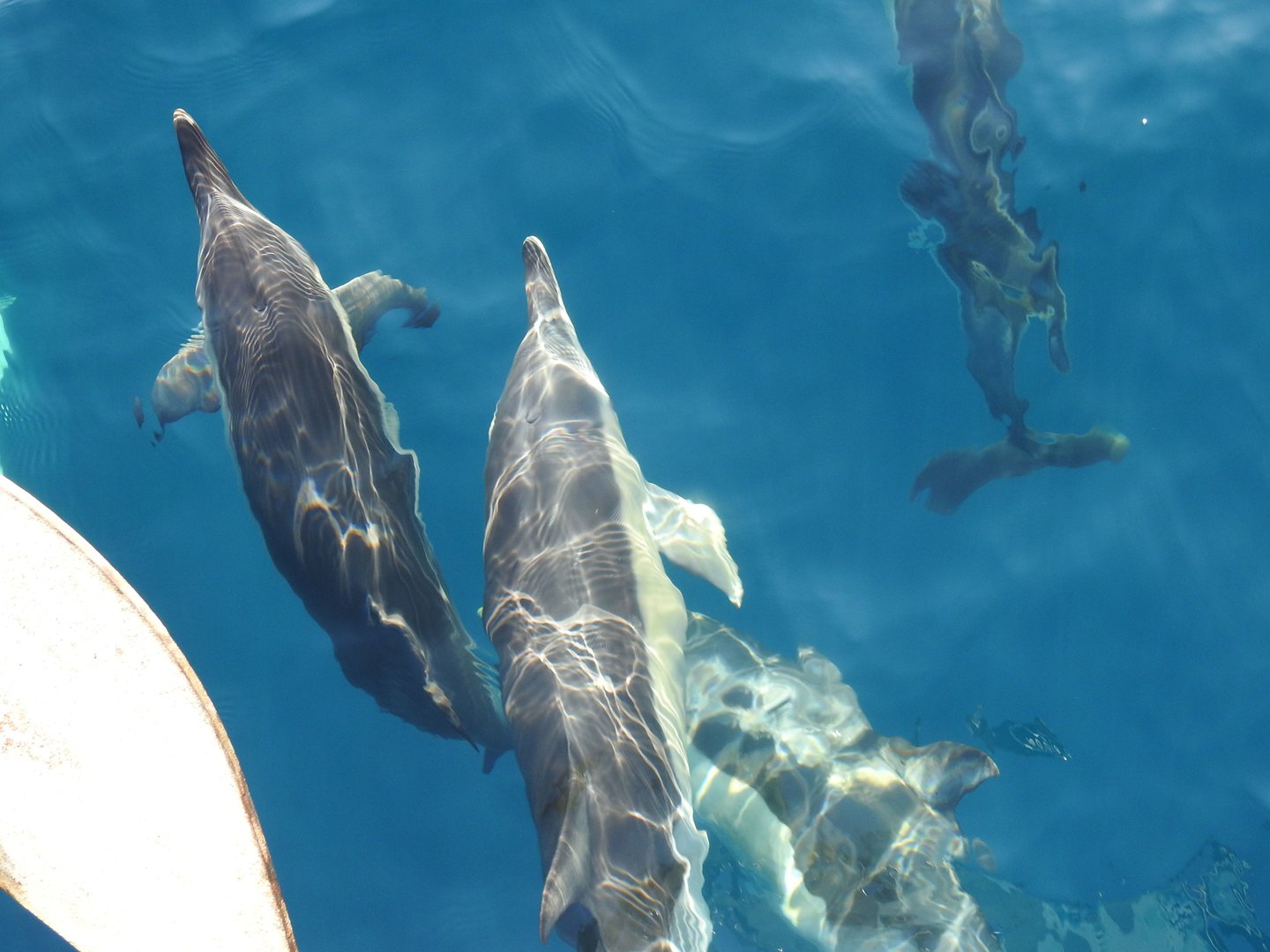Common Dolphins