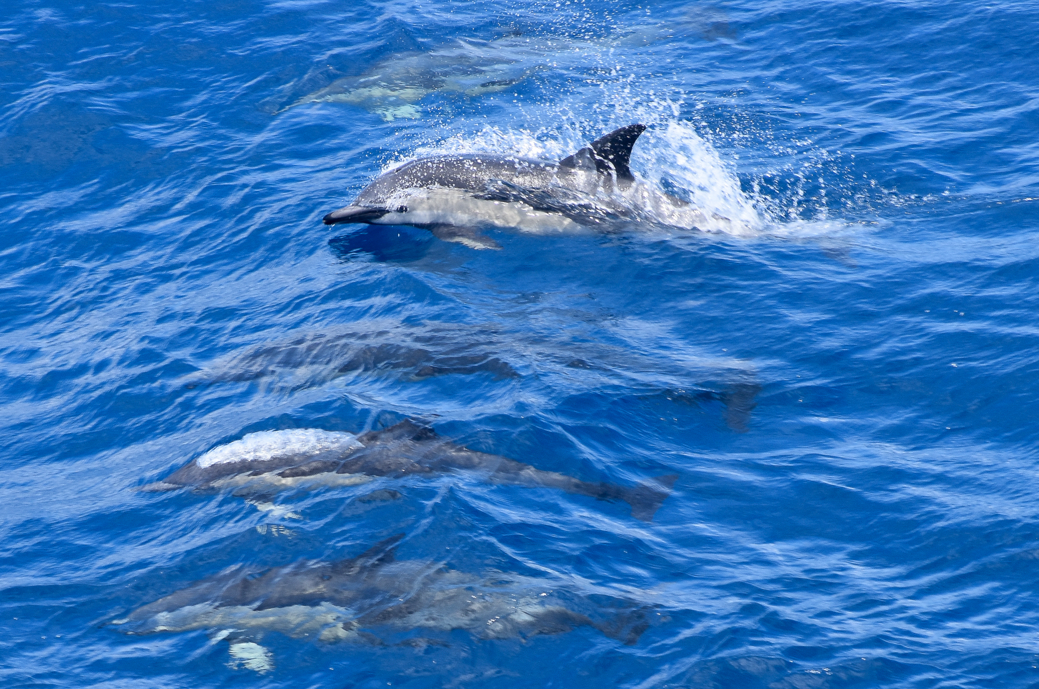 Common Dolphins