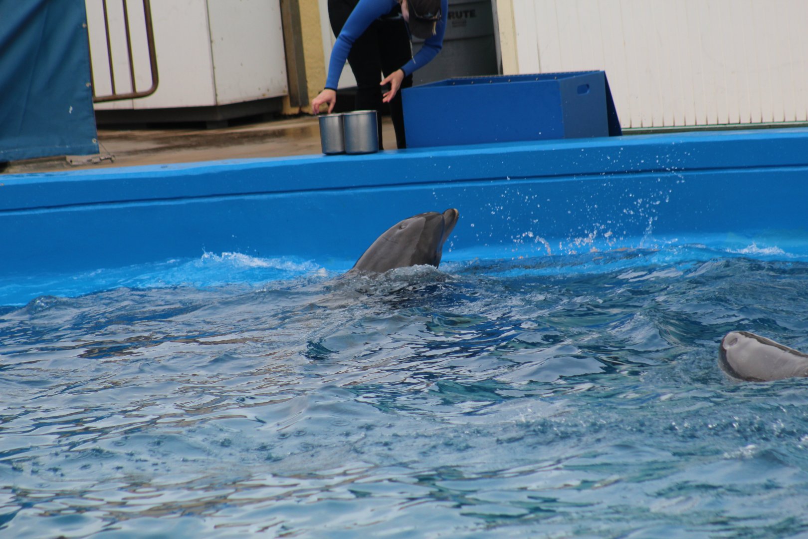 Common DolphinXBottlenose Dolphin
