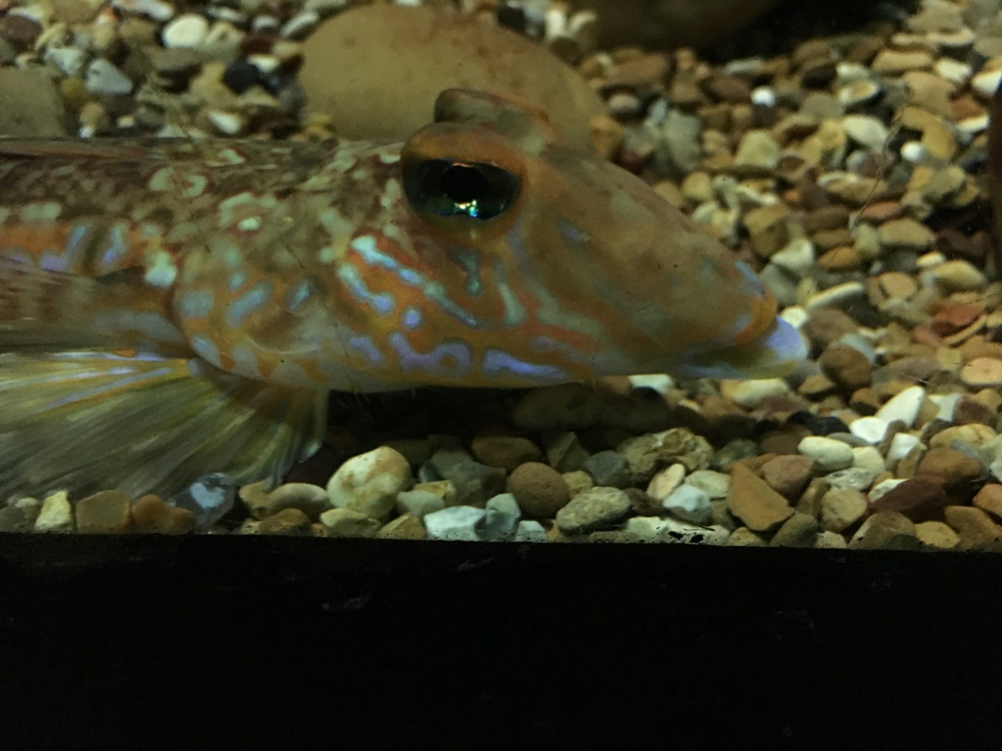 Common dragonet 030817