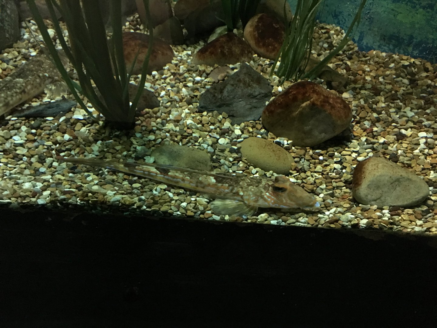 Common dragonet 030817