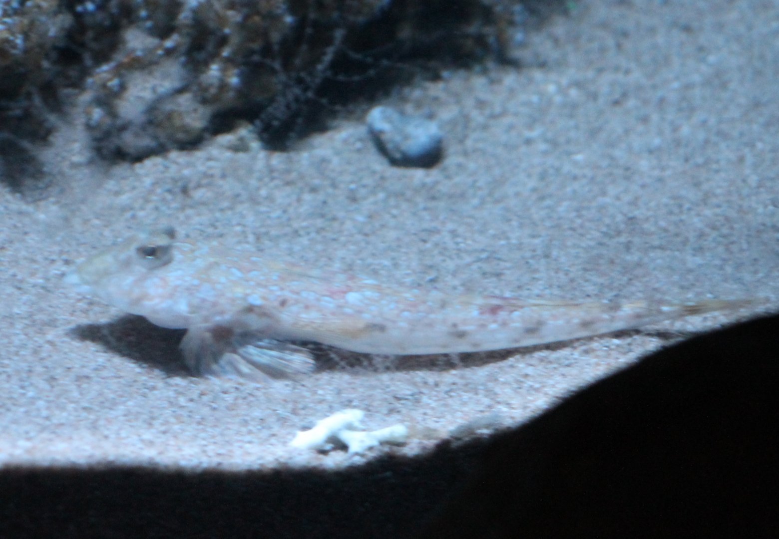 Common dragonet - Callionymus lyra