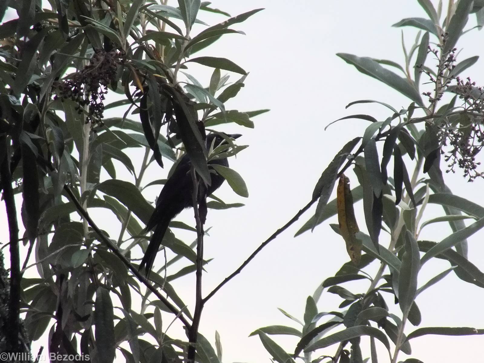 Common Drongo - Hell's Gate National Park