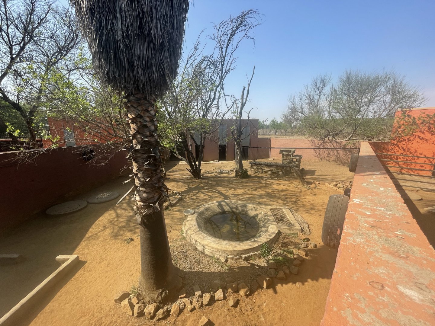 Common Duiker, Patagonian Mara and Leopard Tortoise Enclosure (Sylvicapra grimmia, Dolichotis patagonum, Stigmochelys pardalis)
