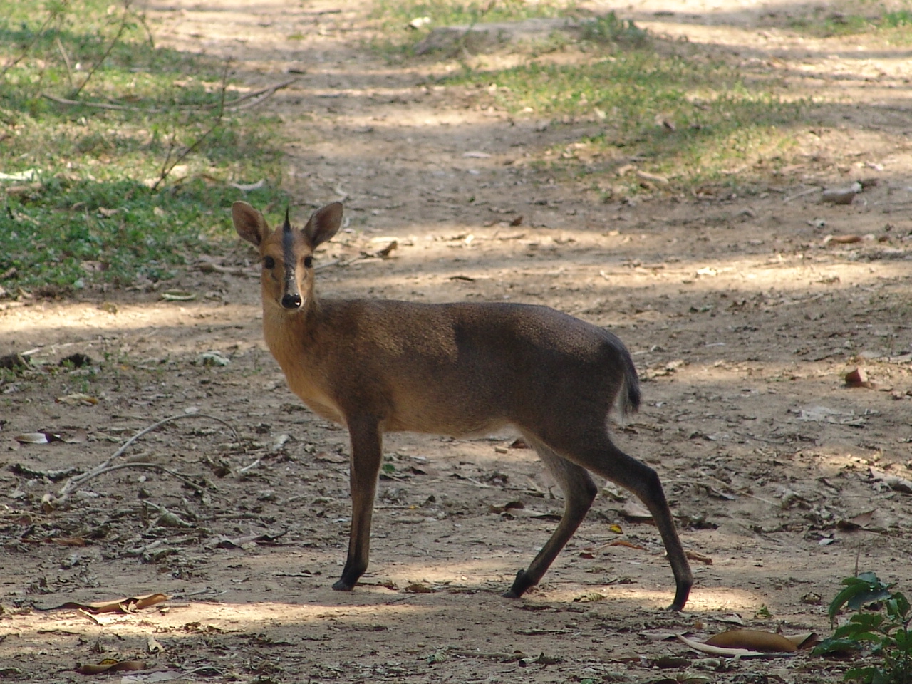 Common Duiker (Sylvicapra grimmia) aka Bush or Grey Duiker