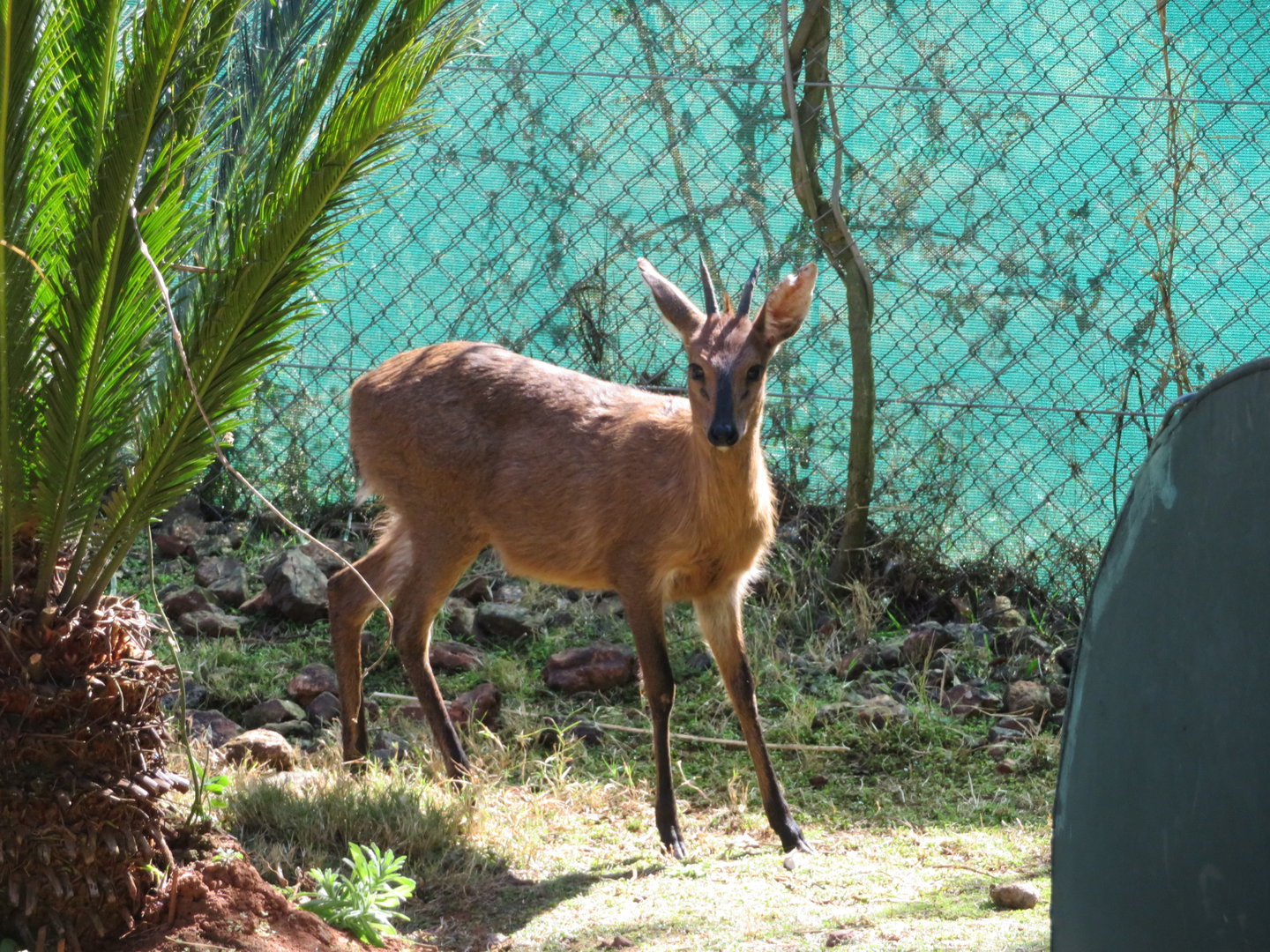 Common Duiker (Sylvicapra grimmia)