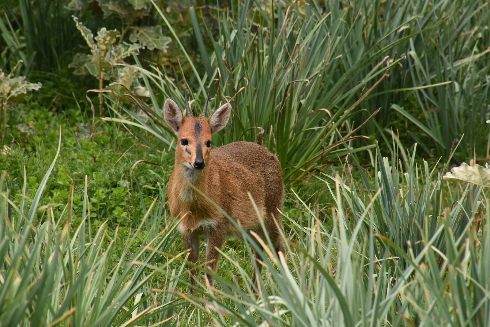 Common duiker