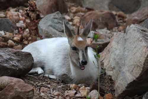 Common Duiker
