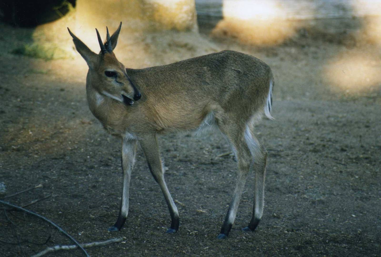 Common duiker