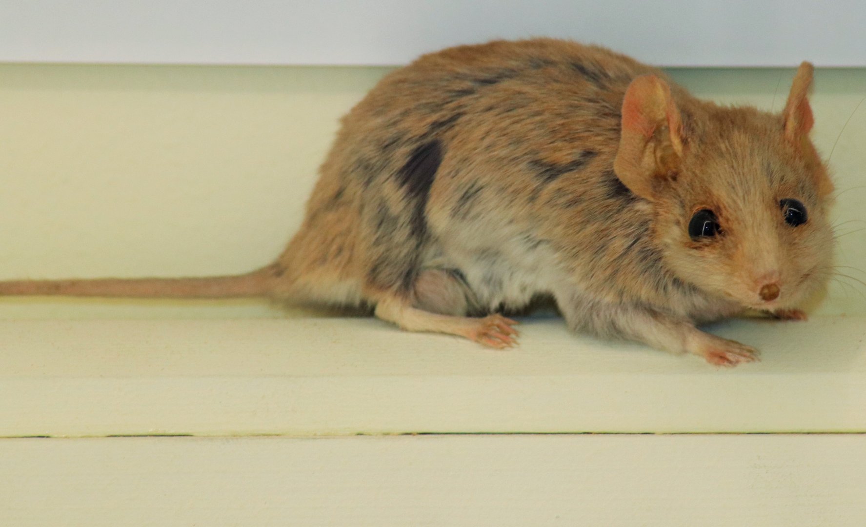 Common Dunnart (Sminthopsis murina)
