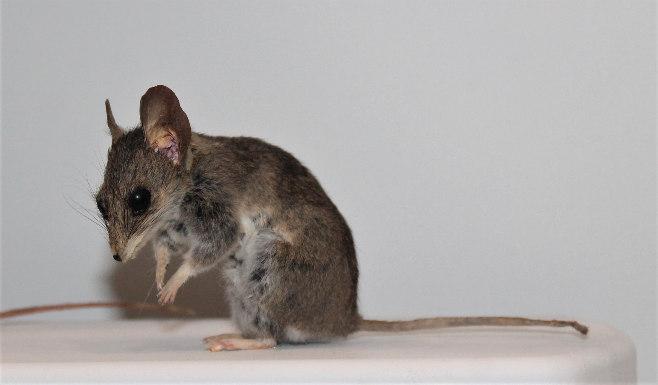 Common Dunnart (Sminthopsis murina)