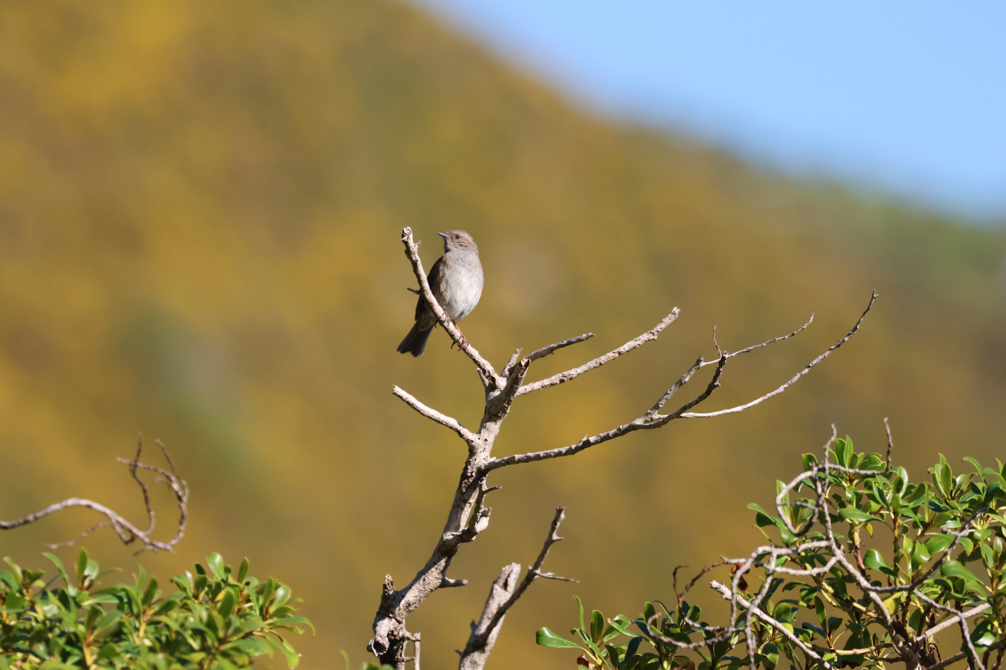 Common Dunnock (Prunella modularis occidentalis), Pencarrow Coast Road (Lower Hutt, Wellington)