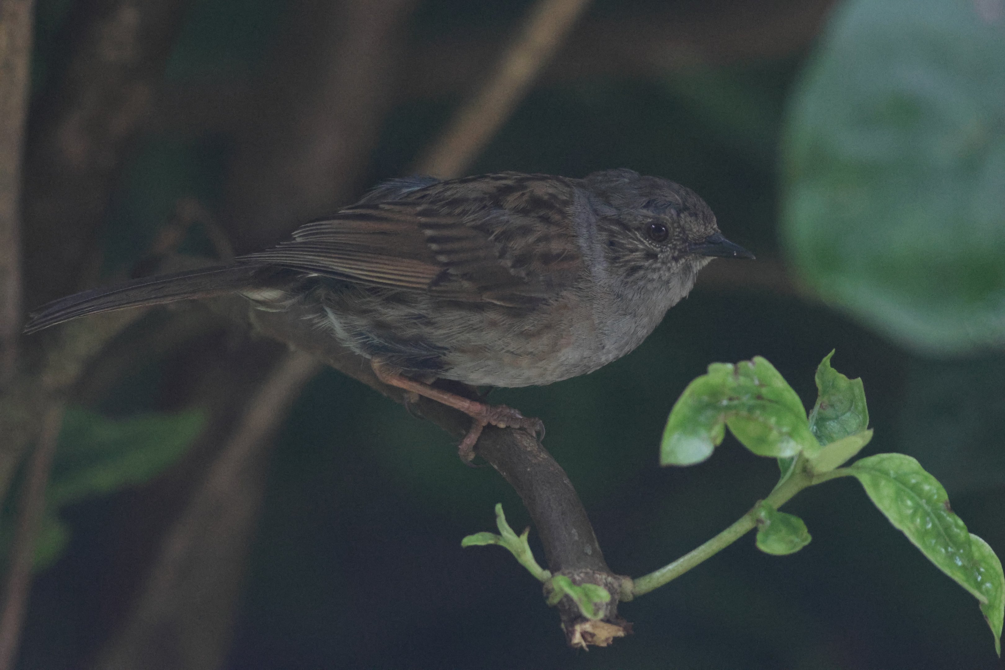 Common Dunnock (Prunella modularis)
