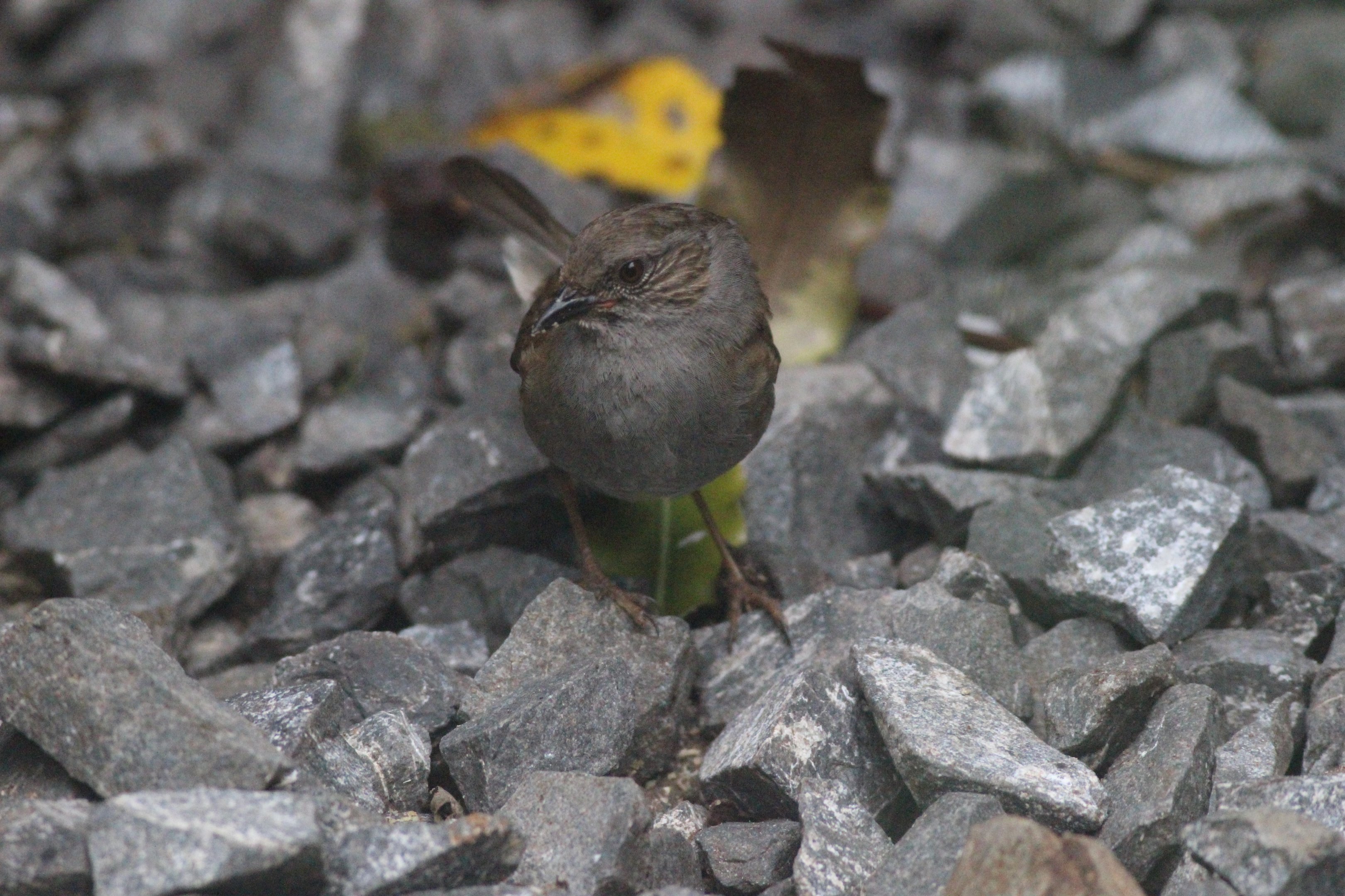 Common Dunnock