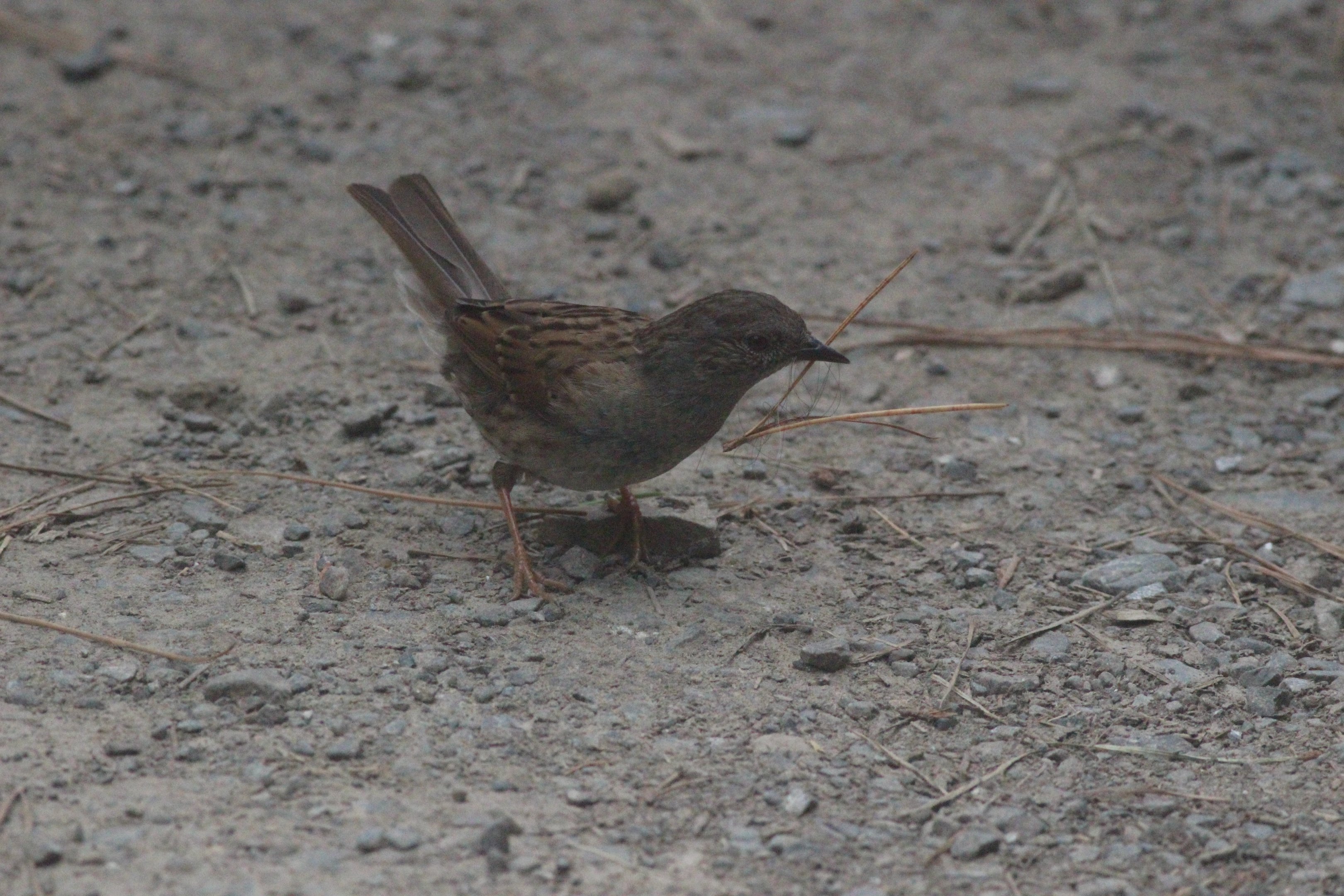 Common Dunnock